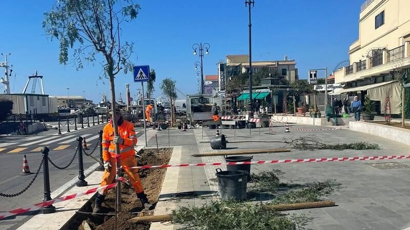 Fiumicino, restyling in centro: su via Torre Clementina nuovi alberi e piante di lavanda