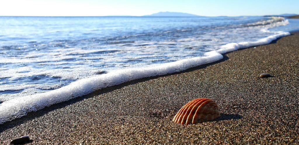 “Per un mare più bello”, Montalto al lavoro per ripulire la spiaggia del Sanguinaro