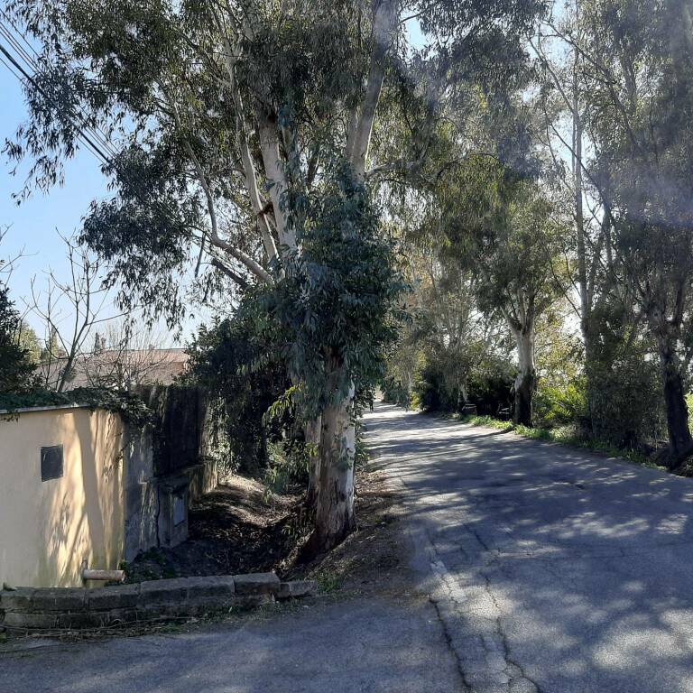 Isola Sacra, potature su via Redipuglia e via Cima Cristallo: strade chiuse