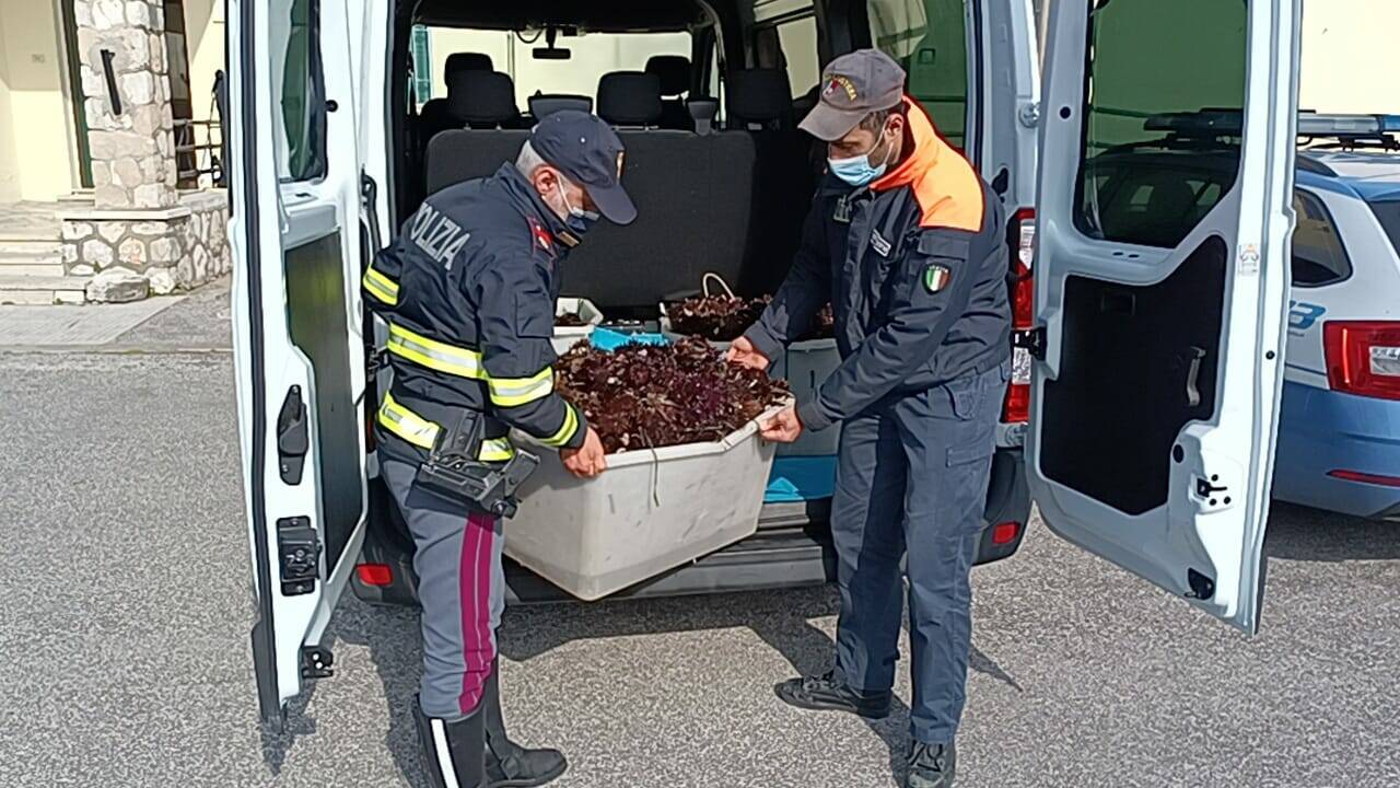 Da Bari al litorale pontino per pescare di frodo 8mila ricci di mare: maxi multa