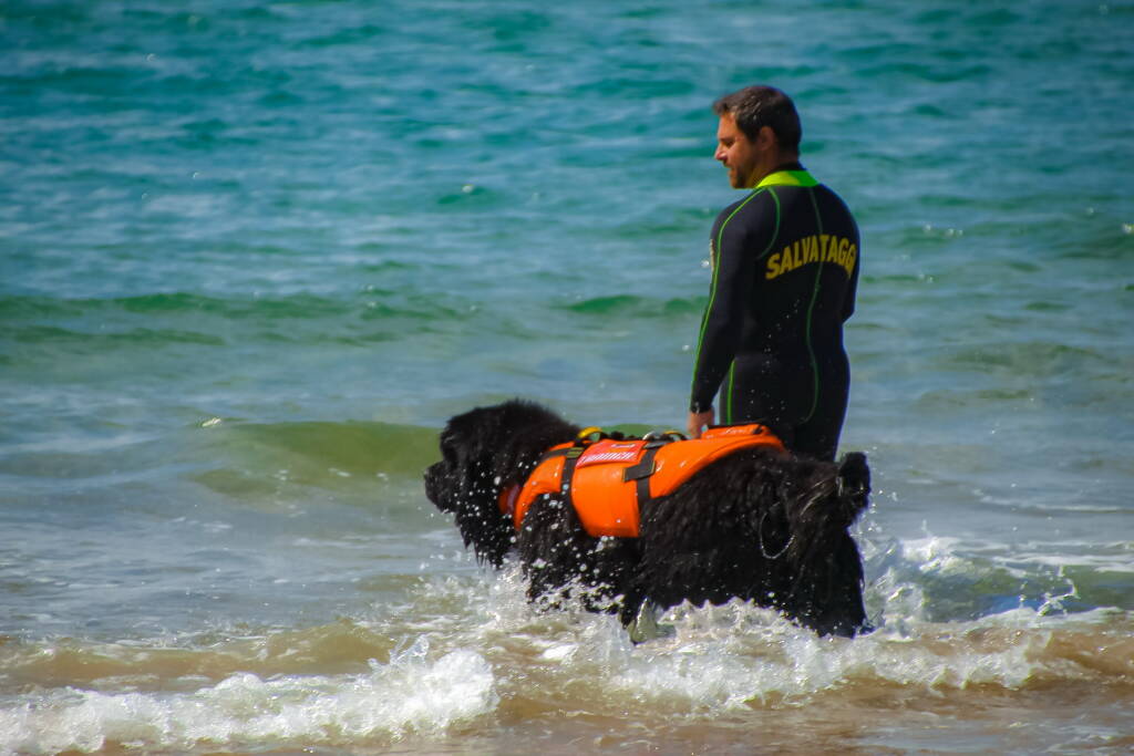 Cani di salvataggio a Terracina, l’allenamento per salvare vite umane