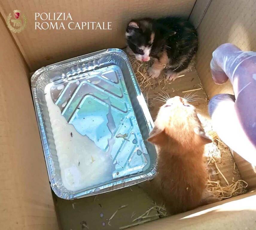 Roma, gattini gettati nel cassonetto dei rifiuti: salvati dalla Polizia locale