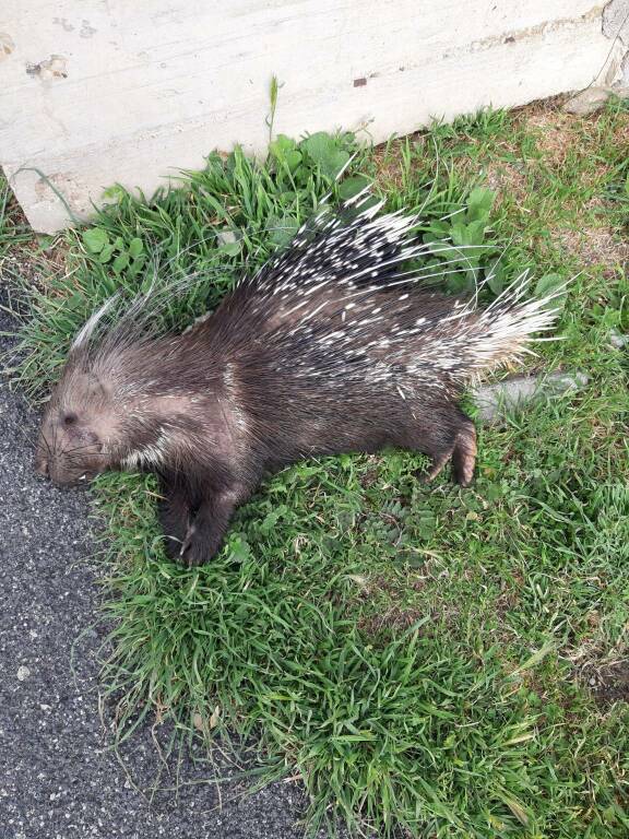 Fiumicino, istrice trovata morta su viale delle Meduse