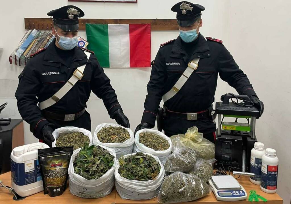 Roma, coltivava marijuana in una serra allestita in un casolare: arrestato