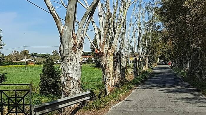 Isola Sacra, terminata la messa in sicurezza degli alberi su via Redipuglia e via Cima Cristallo