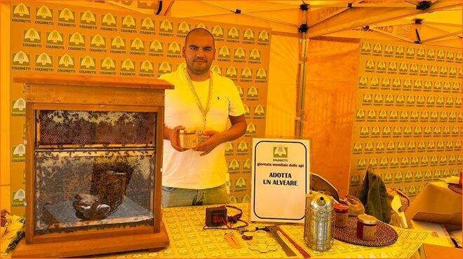 Giornata api, Coldiretti Lazio: “Sos caldo, addio ad 1 vaso di miele su 3”