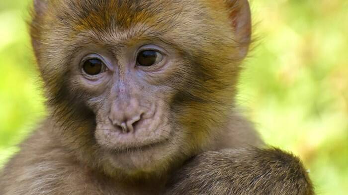 Europa in allerta per il vaiolo delle scimmie: c’è da temere? Cosa sappiamo finora