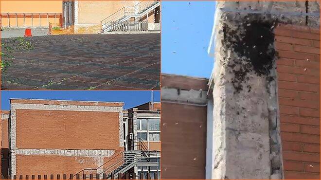 Fiumicino, Severini: “Invasione di api alla scuola Rodano. Interventi tardivi e finestre sigillate”