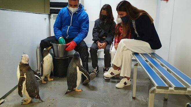 Acquario di Genova, festa per i 4 pinguini nati nell’estate 2021: Silvia Toffanin madrina d’eccezione