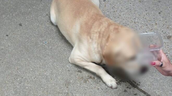 Ardea, cane smarrito entra nella scuola durante lo spoglio elettorale: soccorso dai dipendenti