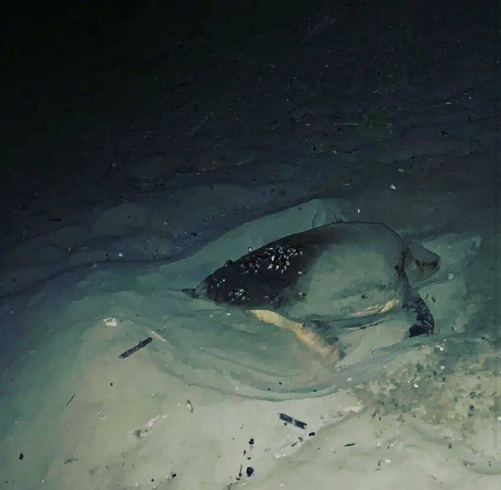 Sorpresa ad Anzio, tartaruga marina fa il nido sulla spiaggia: è il primo dell’estate