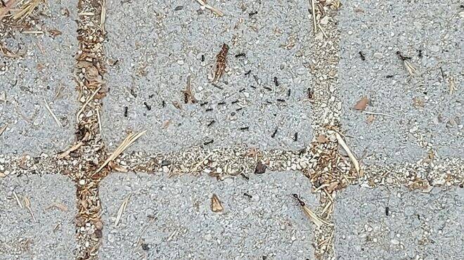 Fiumicino, parco di via Doberdò: l’invasione delle formiche