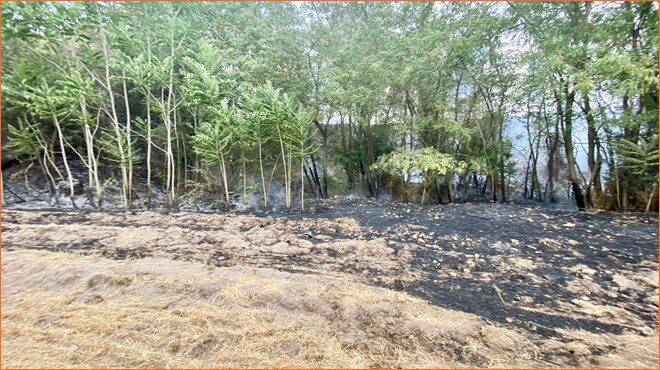 Acilia, Parco della Madonnetta avvolto dalle fiamme: bruciano alberi e rifiuti