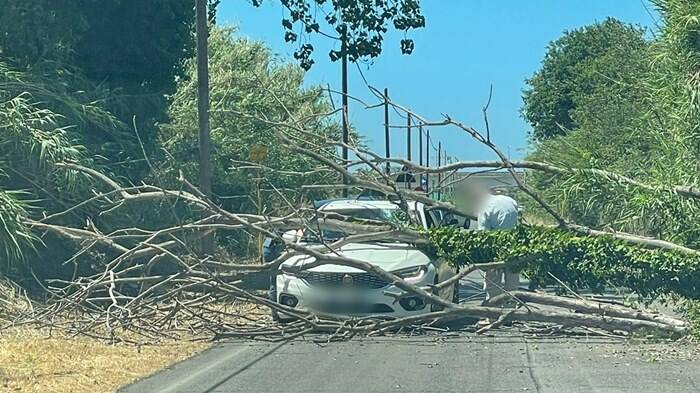 Fiumicino, albero crolla in strada e sfonda il tetto di un’auto in transito: 60enne in ospedale