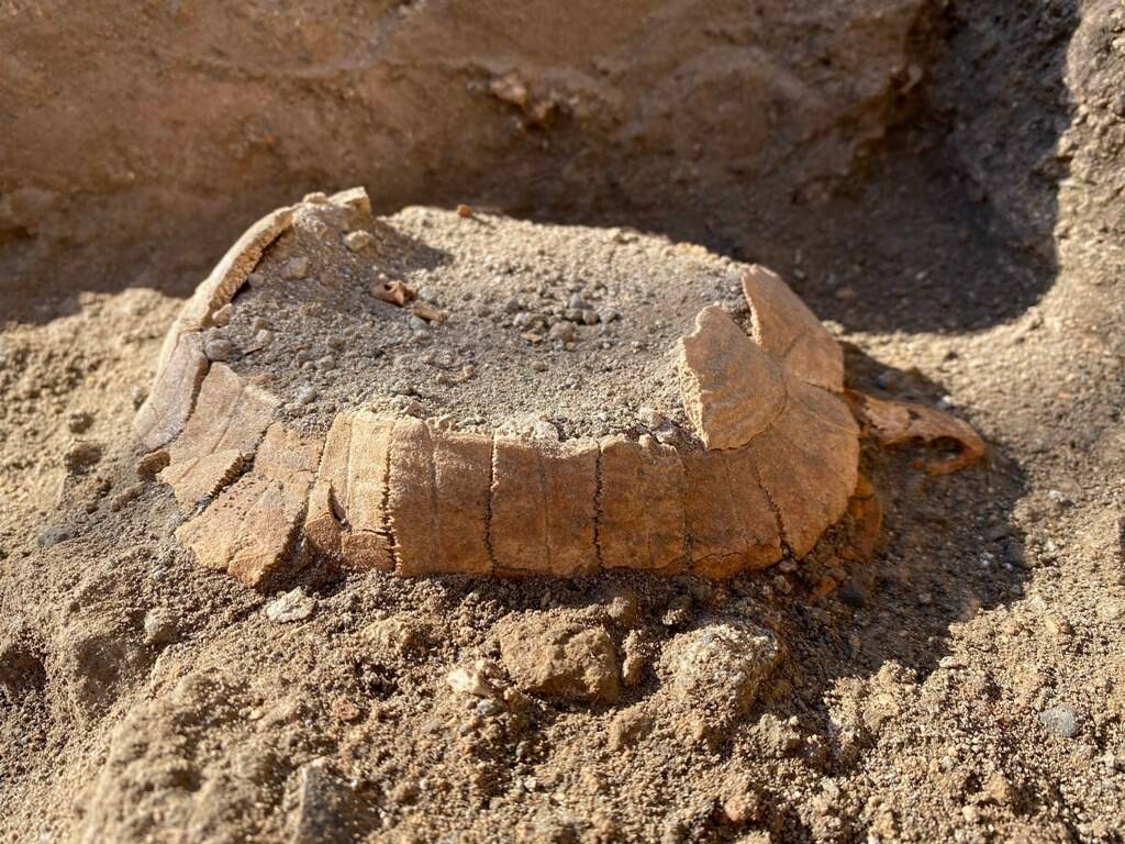 Nuova scoperta a Pompei: una tartaruga intatta (e il suo uovo mai deposto) – FOTO