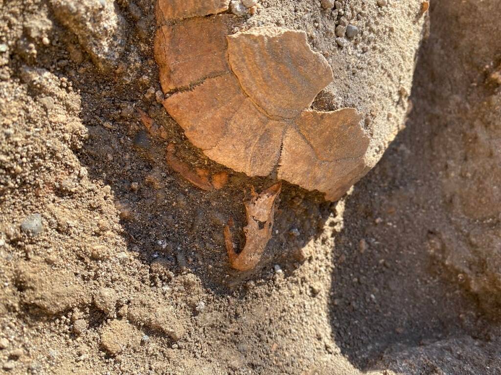 Nuova scoperta a Pompei: una tartaruga intatta (e il suo uovo mai deposto) – FOTO