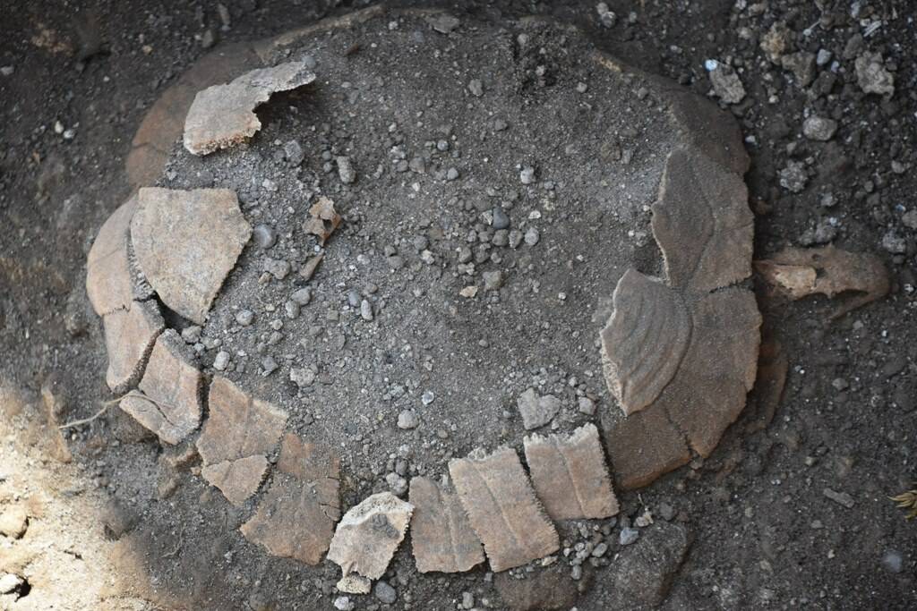 Nuova scoperta a Pompei: una tartaruga intatta (e il suo uovo mai deposto) – FOTO