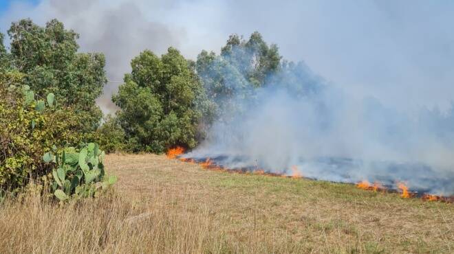 Ardea, incendio in via delle Pinete: bruciano alberi e rifiuti a ridosso delle case