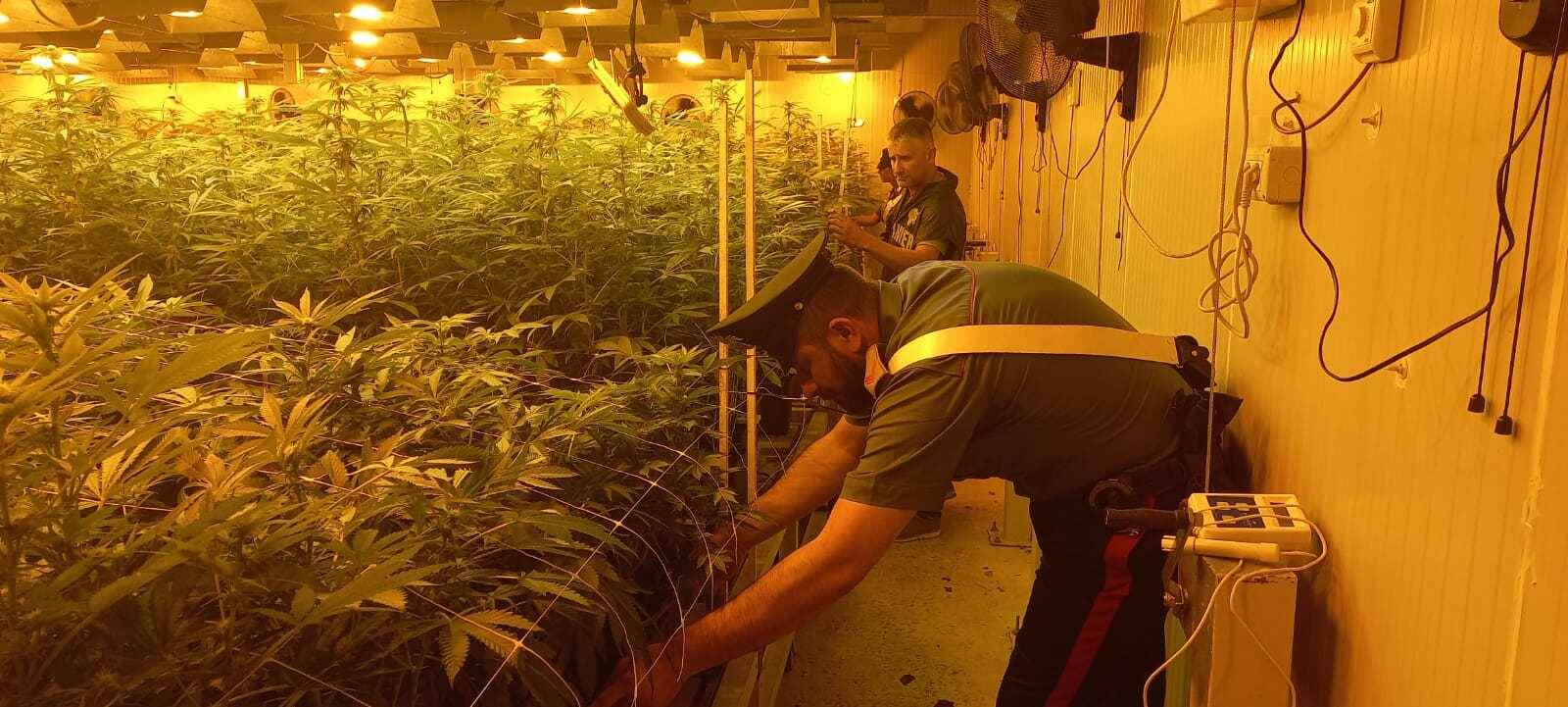 piantagione marijuana pomezia