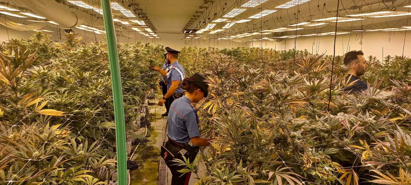 Pomezia, blitz nell’area industriale: nei capannoni scoperte due maxi piantagioni di marijuana