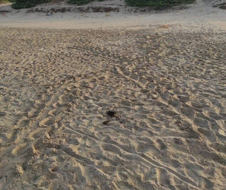 Sorpresa sul litorale pontino: uova di tartaruga sulla spiaggia tra Terracina e Sperlonga