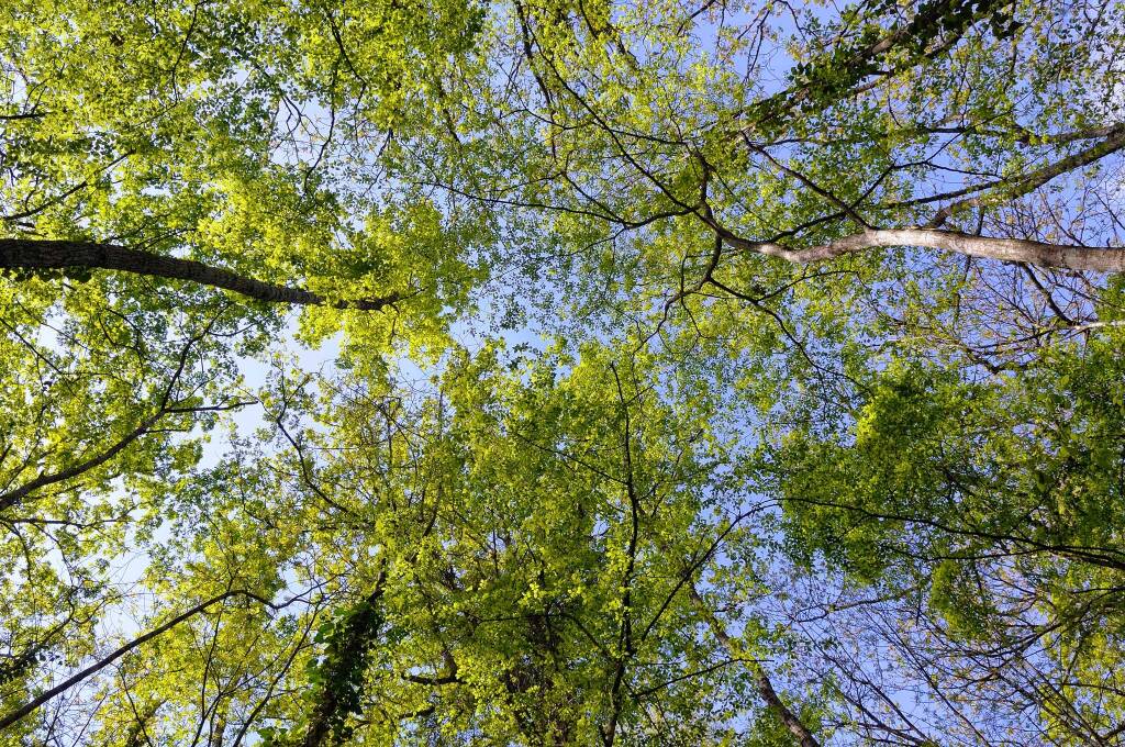 Cerveteri, controllo di stabilità sulle alberature ad alto fusto comunali