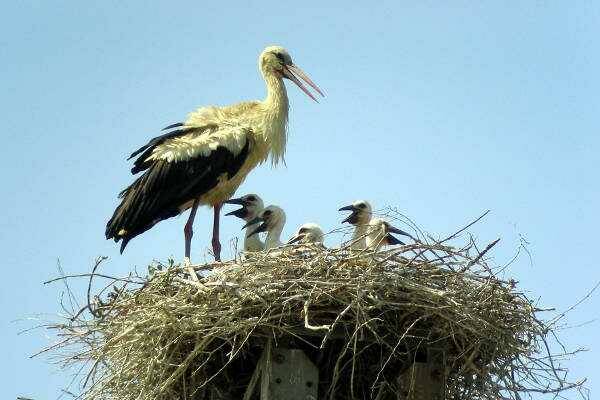 Spettacolo della natura nei cieli di Roma, sono arrivate le cicogne