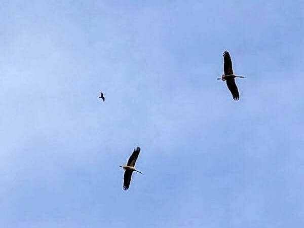 Spettacolo della natura nei cieli di Roma, sono arrivate le cicogne