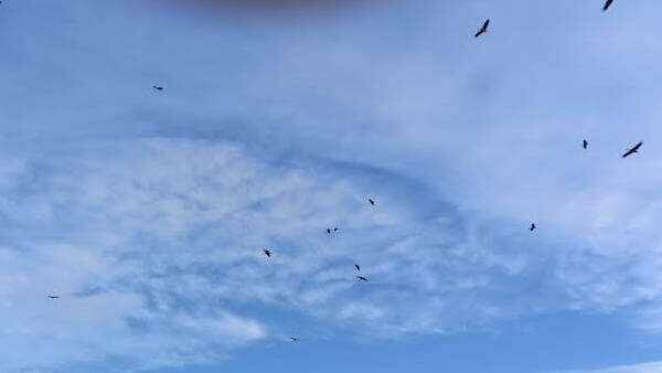 Spettacolo della natura nei cieli di Roma, sono arrivate le cicogne