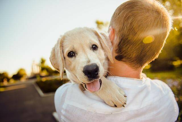 Furti dei cani all’Infernetto: come difendere il nostro amico a quattro zampe