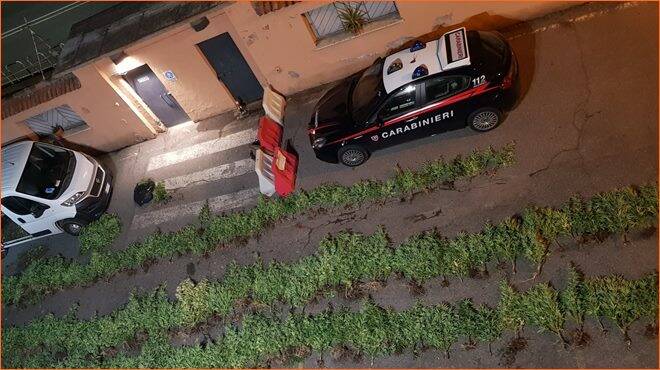 Roma, scoperta maxi piantagione marijuana: sequestrate oltre 400 piante illegali