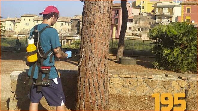 Cerveteri, disinfestazione contro la cocciniglia dei pini: salvati 195 alberi