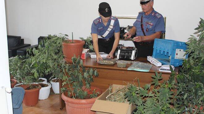 Roma, scoperta una piantagione di marijuana: 46enne in manette