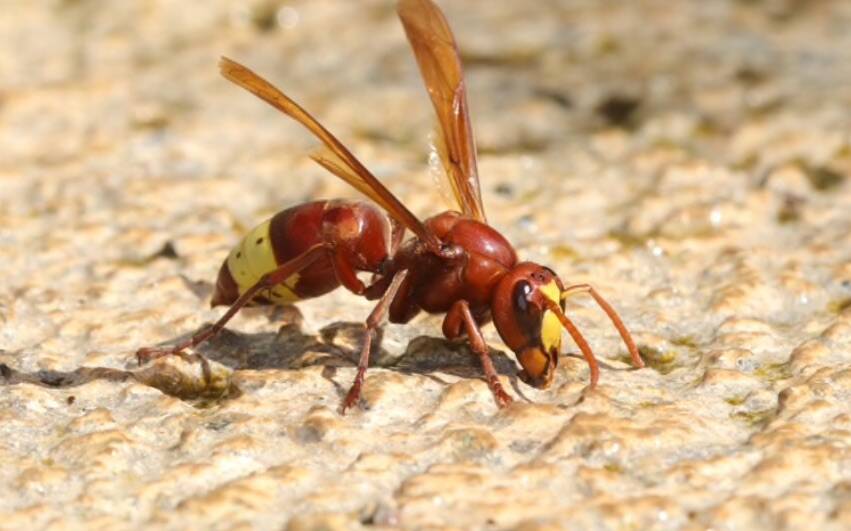 Vespa orientalis, a Civitavecchia già effettuate le prime disinfestazioni