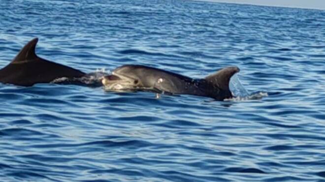 Delfini Anzio