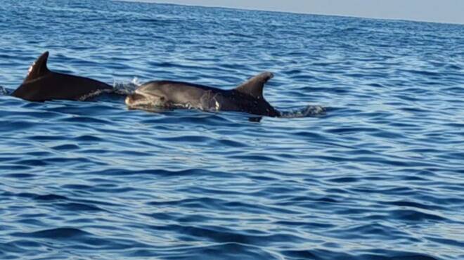 Delfini Anzio