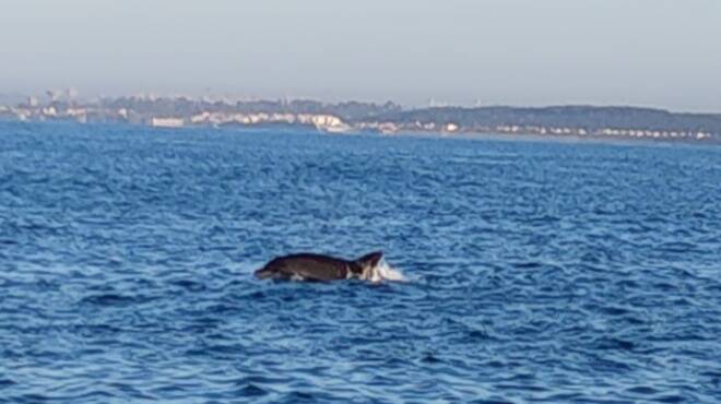 Anzio, lo spettacolo dei delfini avvistati davanti alla spiaggia di Tor Caldara (FOTO)