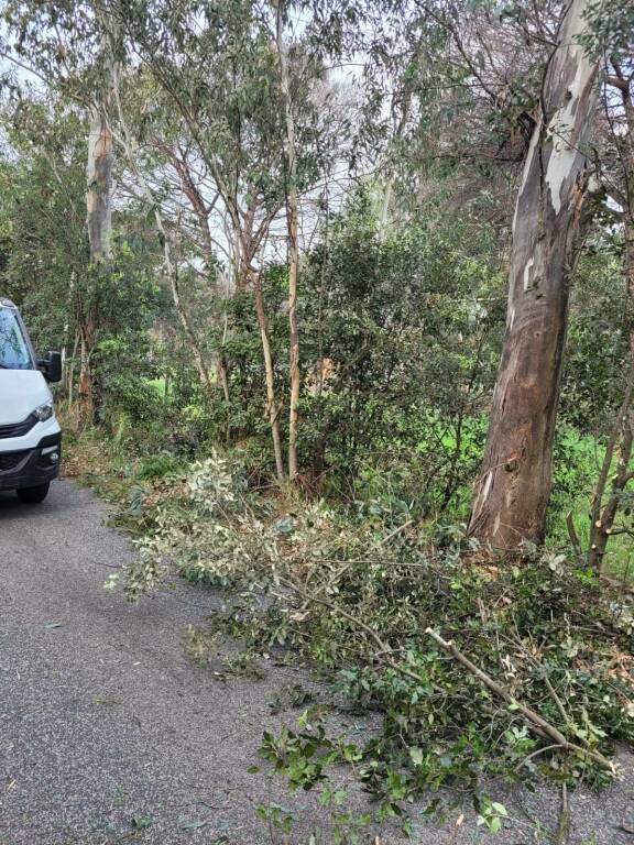 X Municipio: potati alberi e piante su via del fosso di Drangoncello