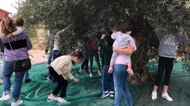 ”C’era una volta l’ulivo generoso…”: a Parco Leonardo la raccolta delle olive diventa una festa per famiglie e bambini