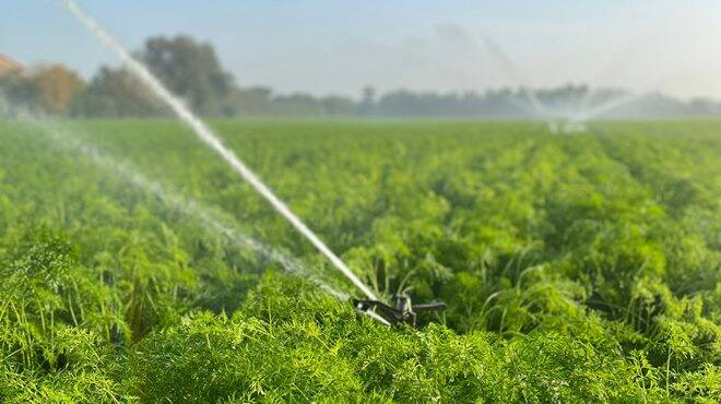 Agricoltura, dalla Pisana 1 milione di euro ai Consorzi di bonifica per l’emergenza idrica