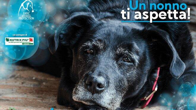 #Adottaunnonno: a Natale dona una casa a un cane anziano