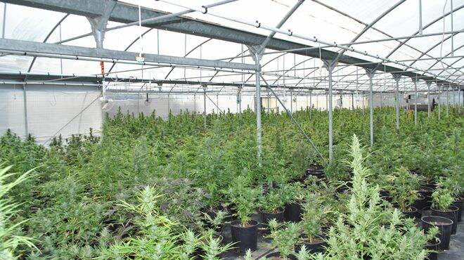 Scoperta maxi serra con oltre 2700 piante di cannabis: tre arresti a Terracina