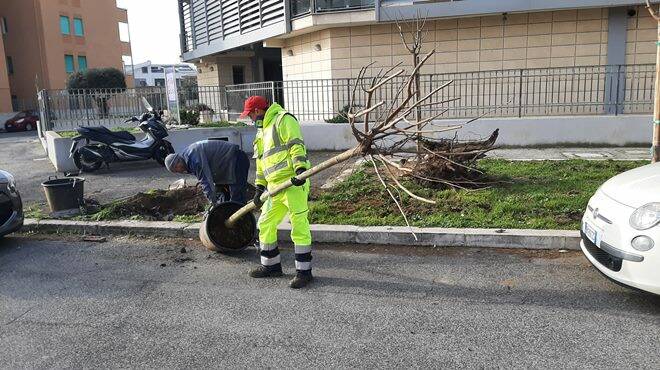 Rivoluzione verde a Fiumicino: piantati altri 60 mori gelsi