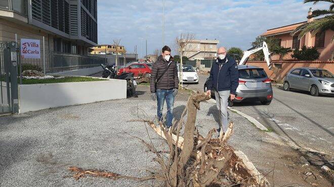 Rivoluzione verde a Fiumicino: piantati altri 60 mori gelsi