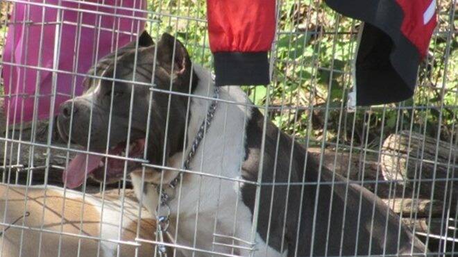 Tagliarono le orecchie ai cani per farli vincere a una mostra: il Tribunale li condanna a una maxi multa
