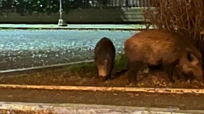 Roma. Cinghiali al Torrino: mamma e cucciolo a spasso per le strade del quartiere