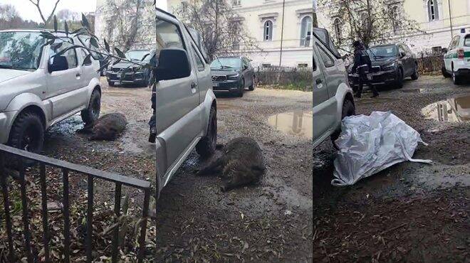 Villa Pamphili, cucciolo di cinghiale fugge durante la mattanza e si nasconde nell’ambasciata russa