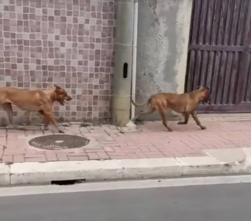 Paura a Focene: 2 pitbull sbranano un cagnolino