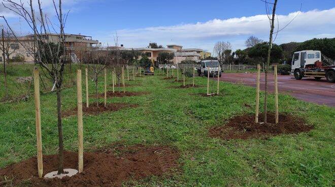 “Progetto Ossigeno”: piantumati 140 alberi e 800 arbusti a Nettuno