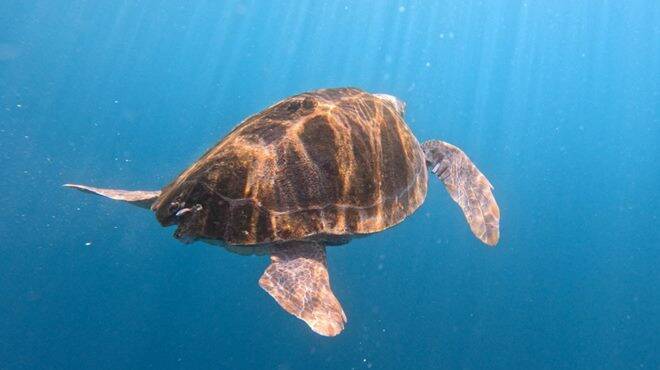 Civitavecchia, grazie al Roan torna libera un esemplare di tartaruga marina